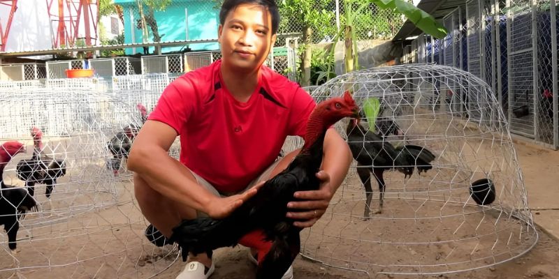 Cách nuôi gà đá sung: Ăn khỏe, đá hay, thắng cực đậm 4 Quá trình vần hơi, vần đòn