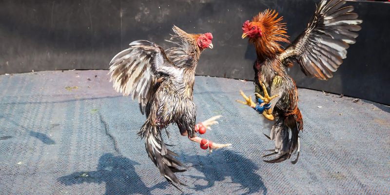 Cách nuôi gà đá sung: Ăn khỏe, đá hay, thắng cực đậm 2 cách nuôi gà đá đúng cách